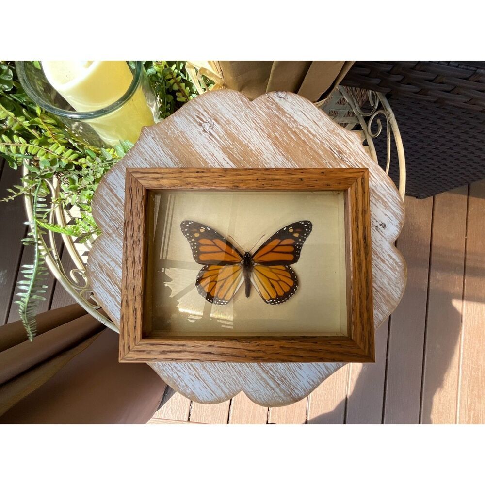 Framed Male Monarch Butterfly Mounted Vintage Butterfly great collector piece - Picture 2 of 5
